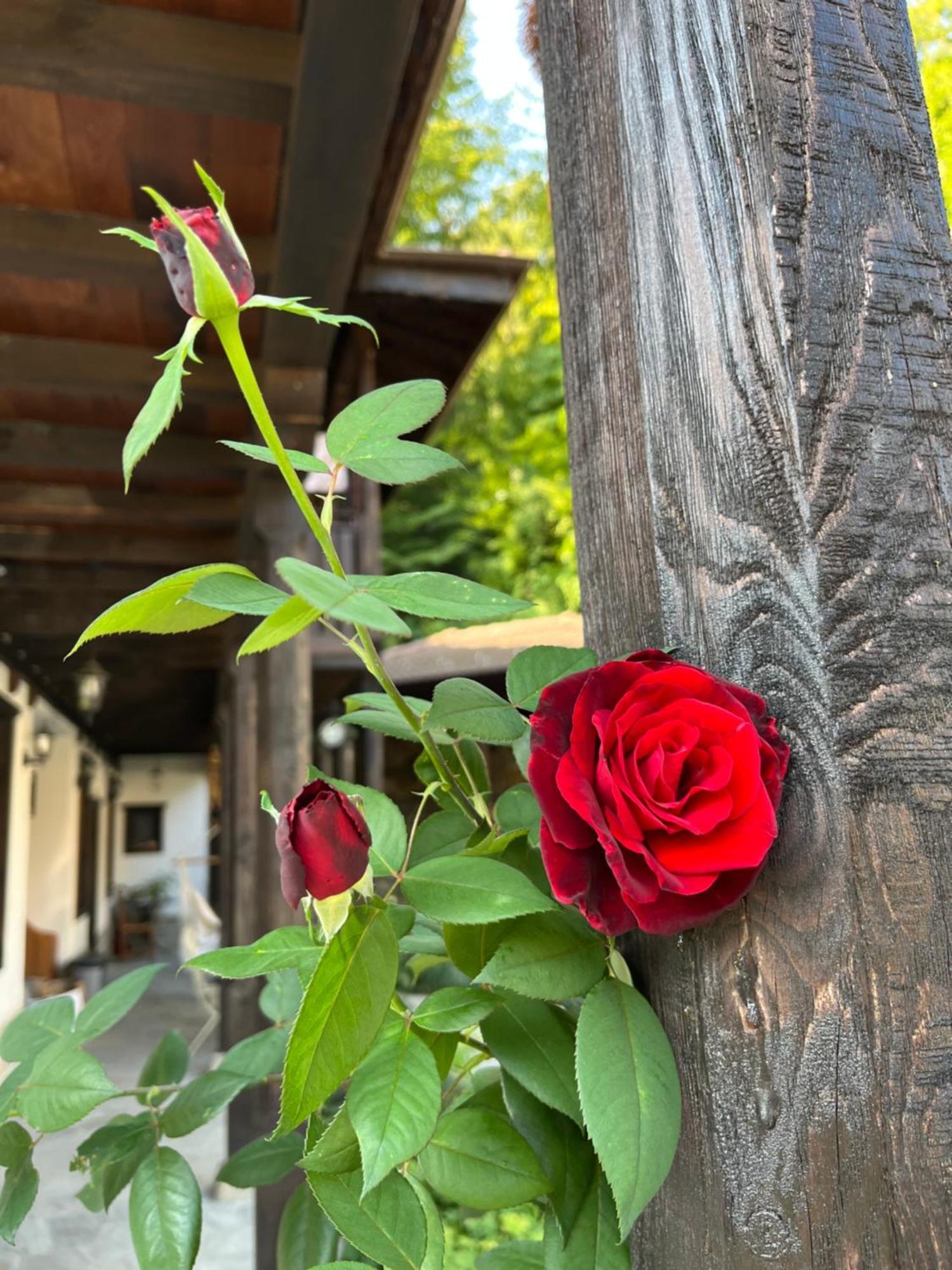 Verta House Tryavna Esterno foto